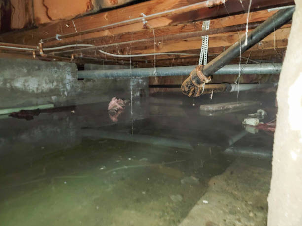 Best Water damage repair service  in , TX