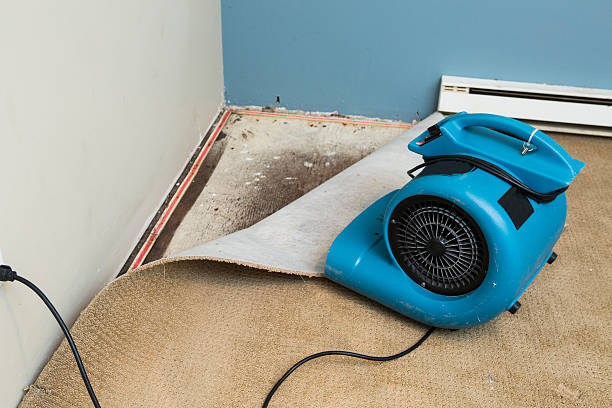 Best Water damage restoration experts  in , TX